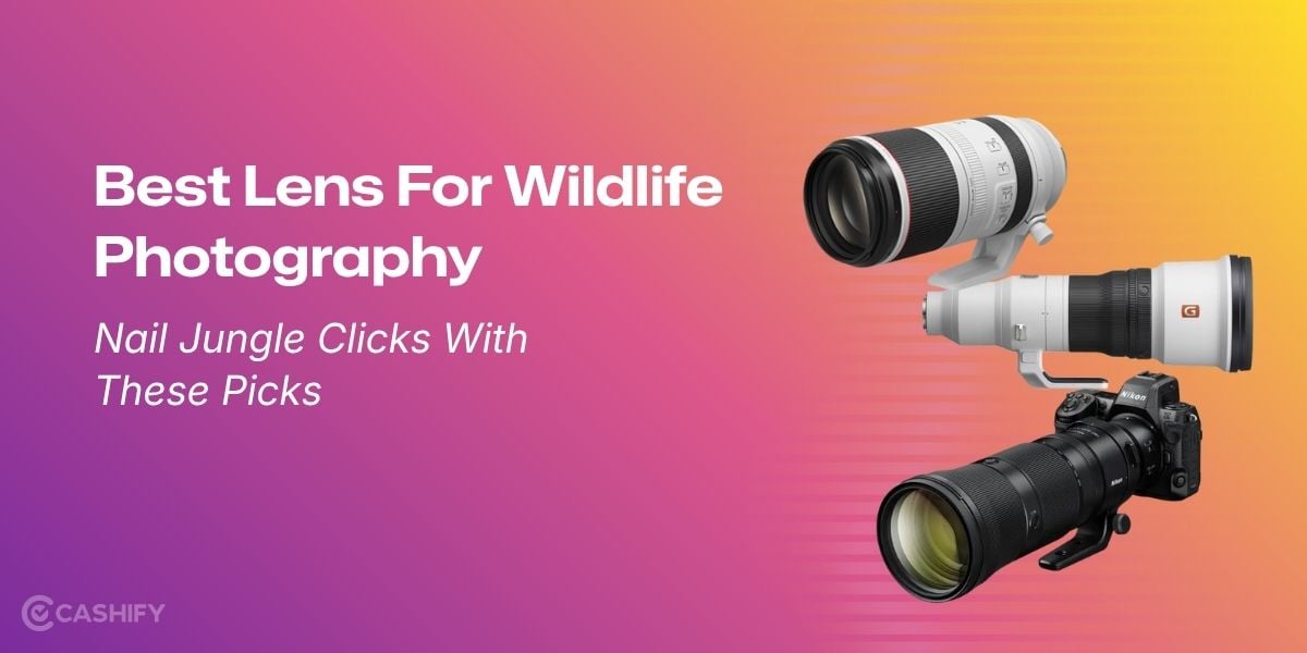 Best Lens For Wildlife Photography: Nail Jungle Clicks With These Picks
