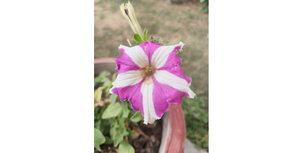 Tecno Phantom X2 camera samples