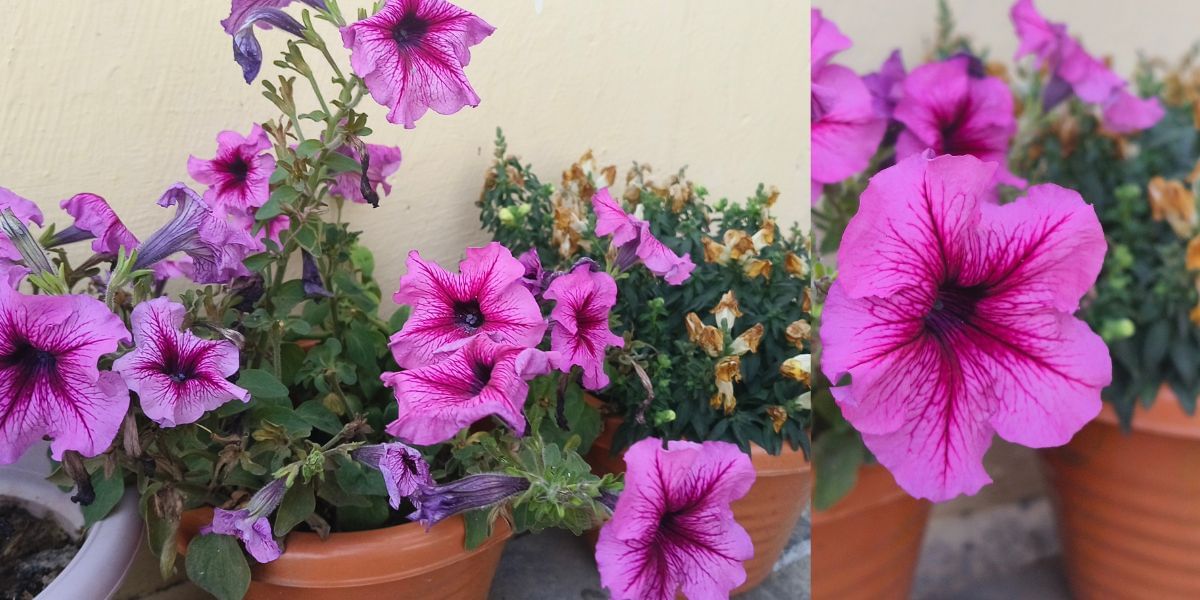 Vivo V27 Camera Samples