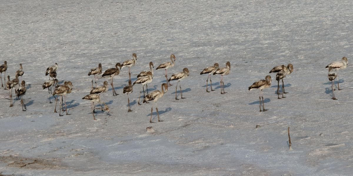 Realme 12 Pro Plus Daylight Sample 20