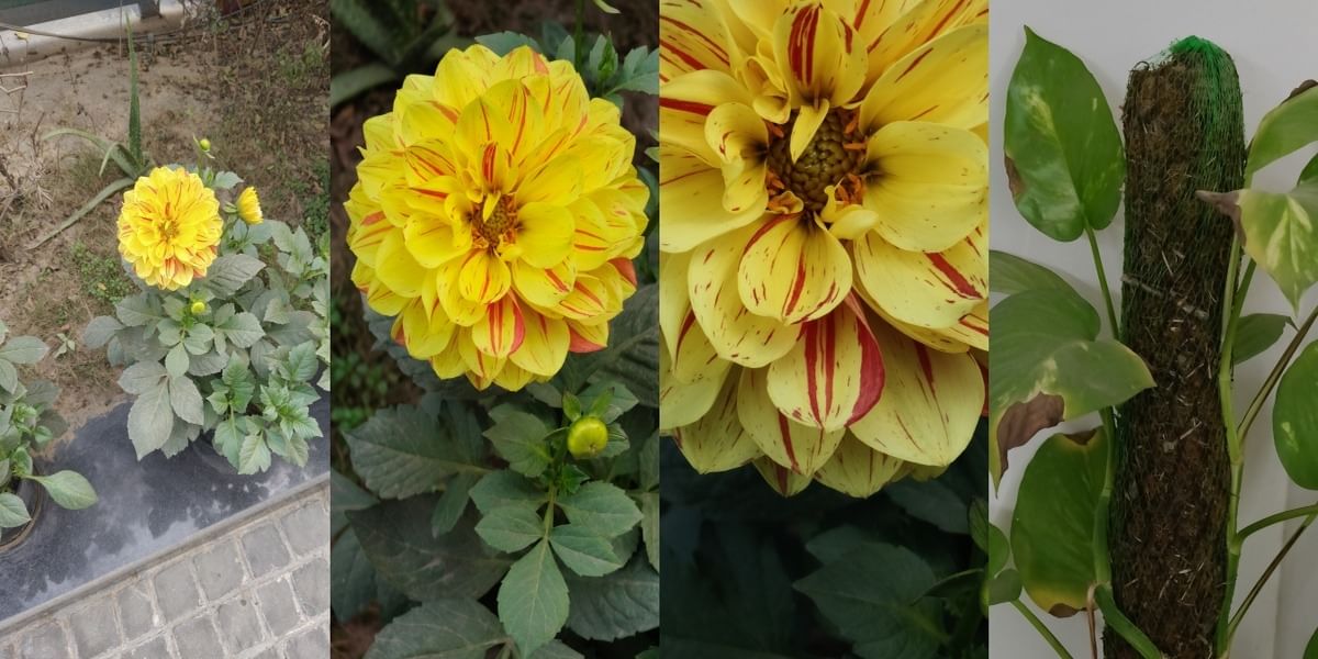 Realme 12 Pro Plus Daylight Sample 19