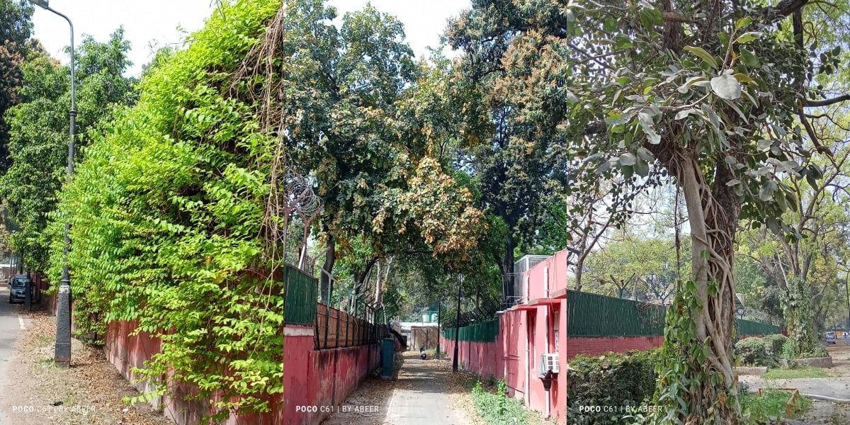 Poco C61 Daylight Shot 2