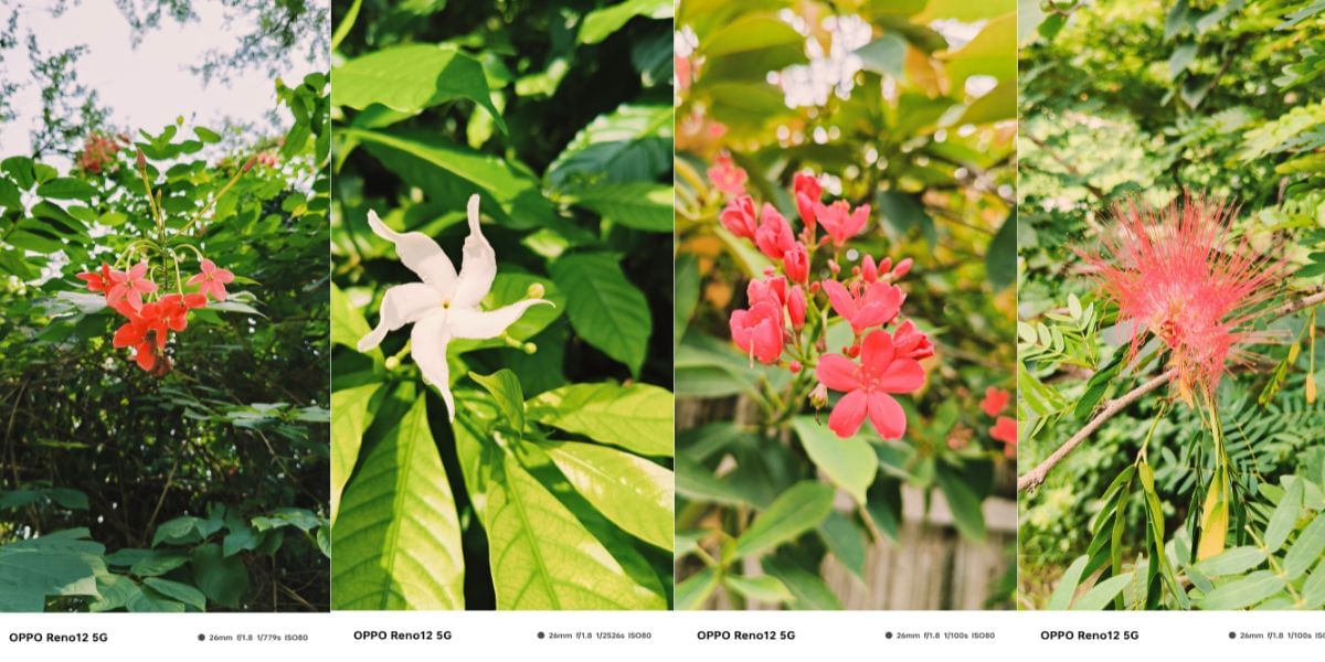 OPPO Reno 12 5G camera sample