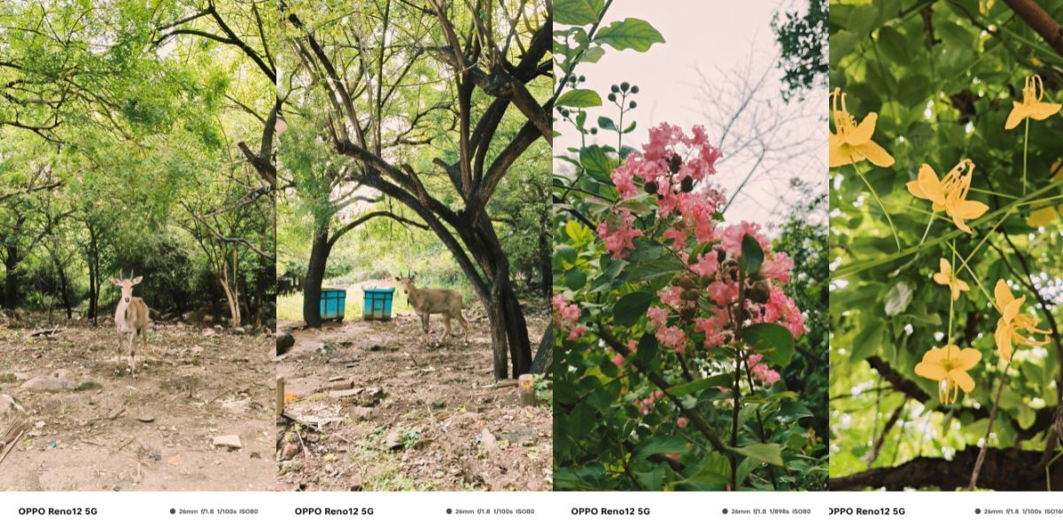 OPPO Reno 12 5G camera sample