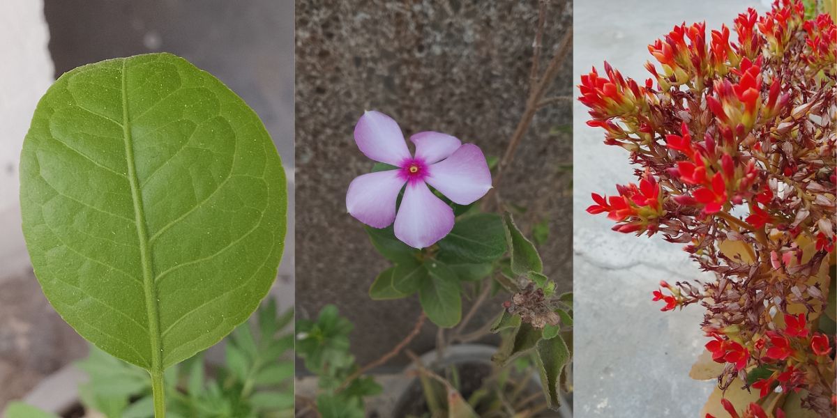 Poco C71 Review: Camera samples