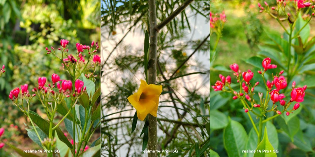 Realme 14 Pro Plus camera sample