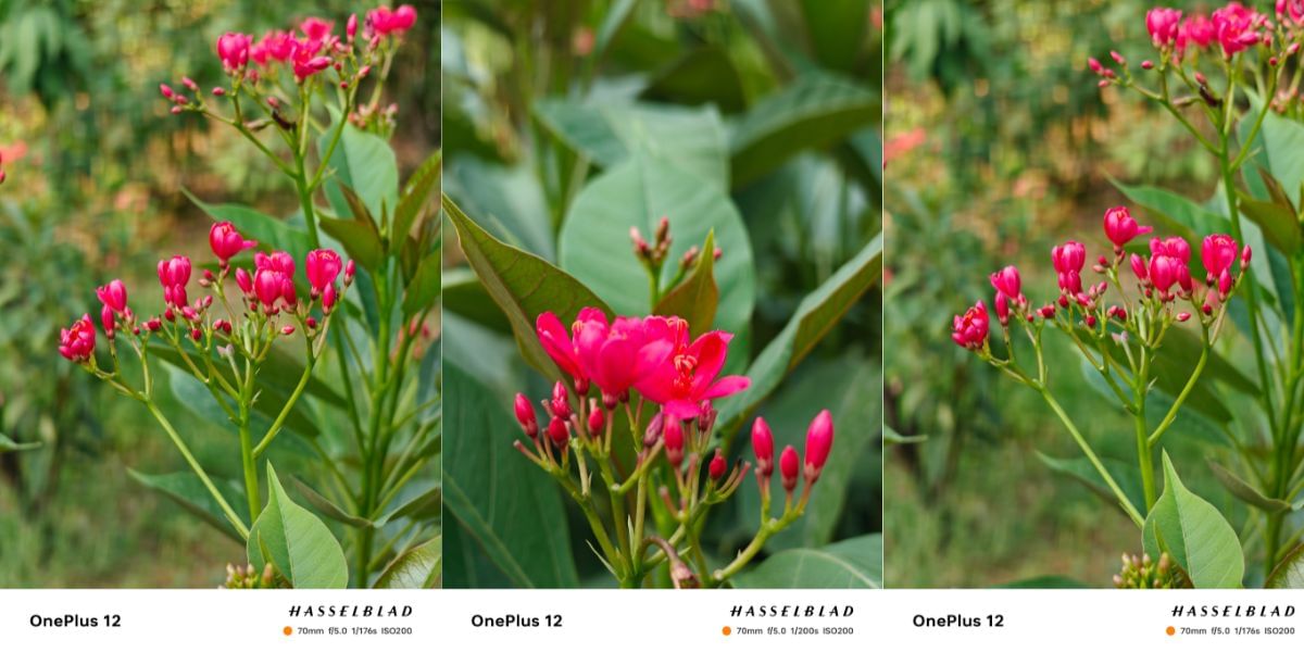 OnePlus 12 portrait mode