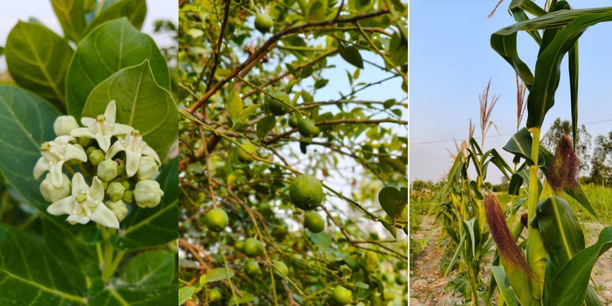 Realme GT 7 camera sample