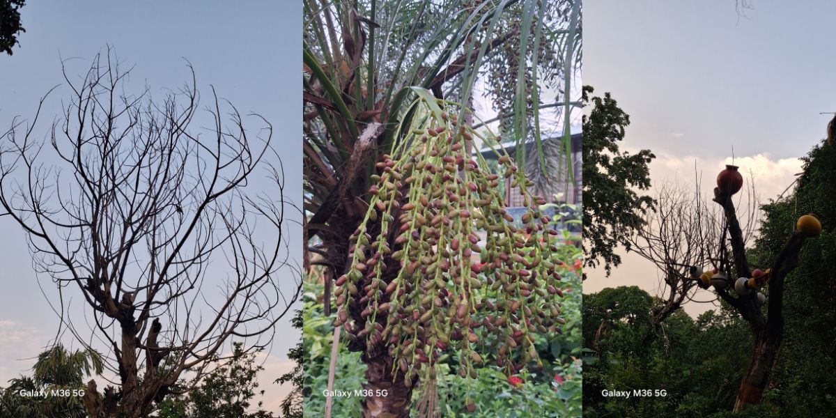 Samsung Galaxy M36 5G camera sample