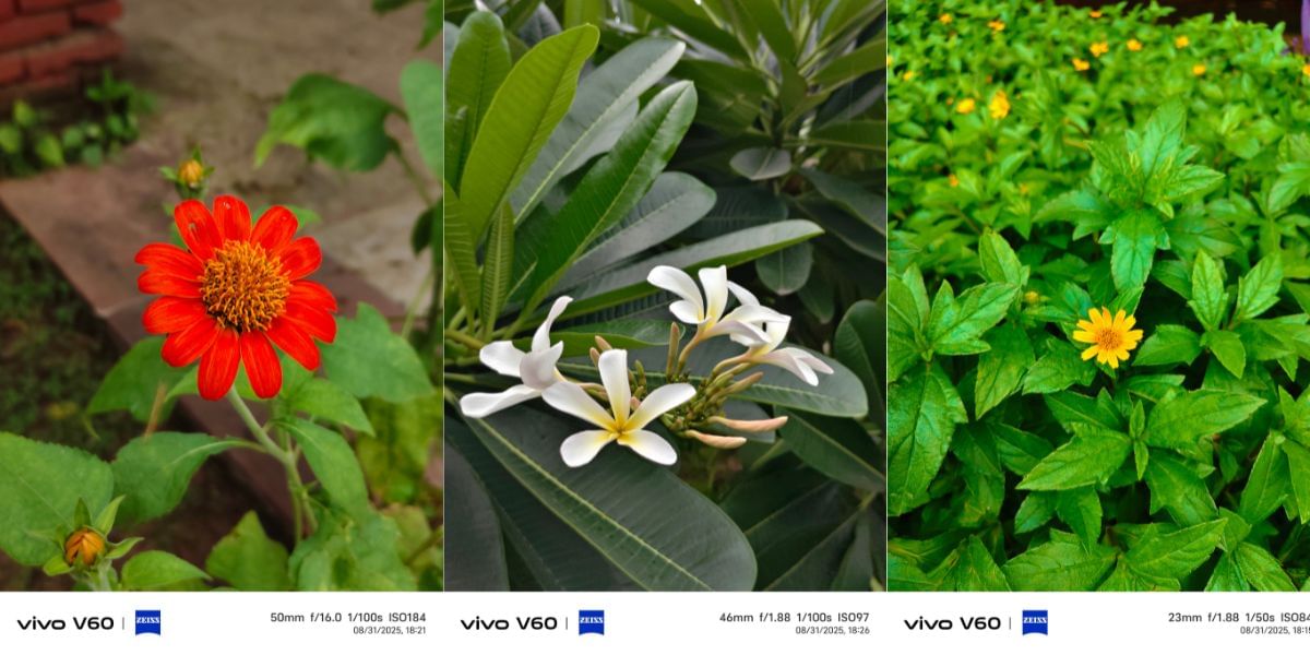 image sample