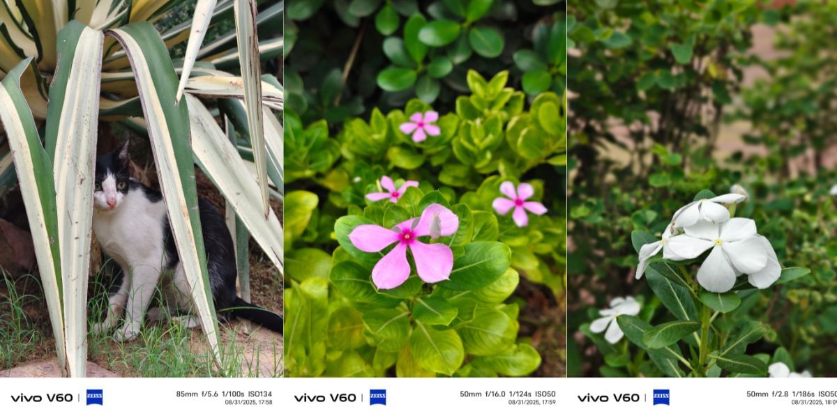 camera sample