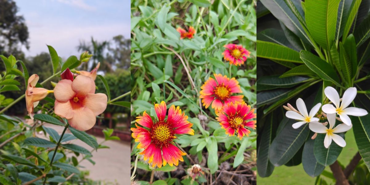 Realme P4 Pro camera sample