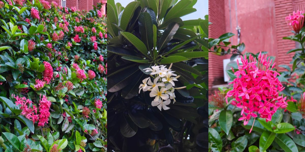 Realme P4 Pro camera sample