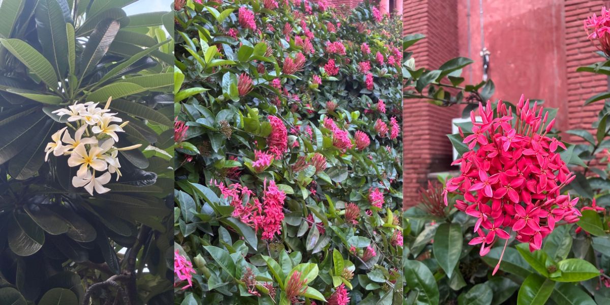 Apple iPhone 16e camera sample