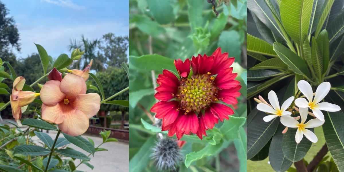 Apple iPhone 16e camera sample