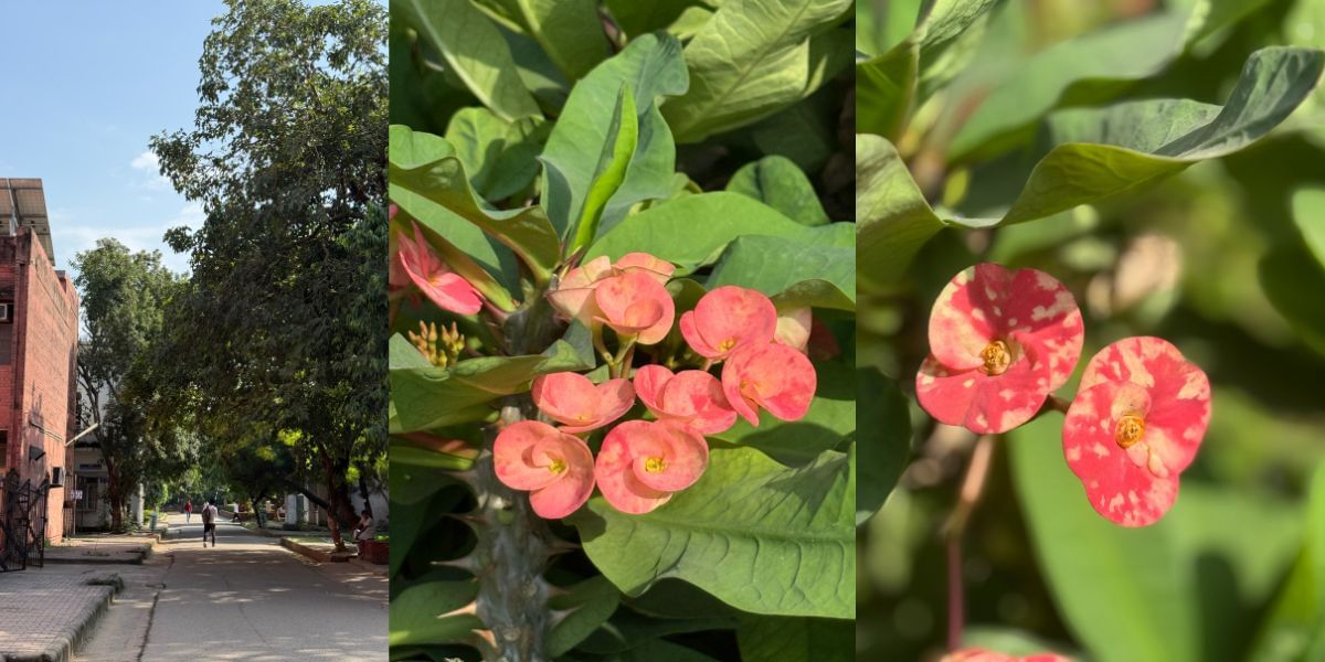 Apple iPhone 16 Pro image sample