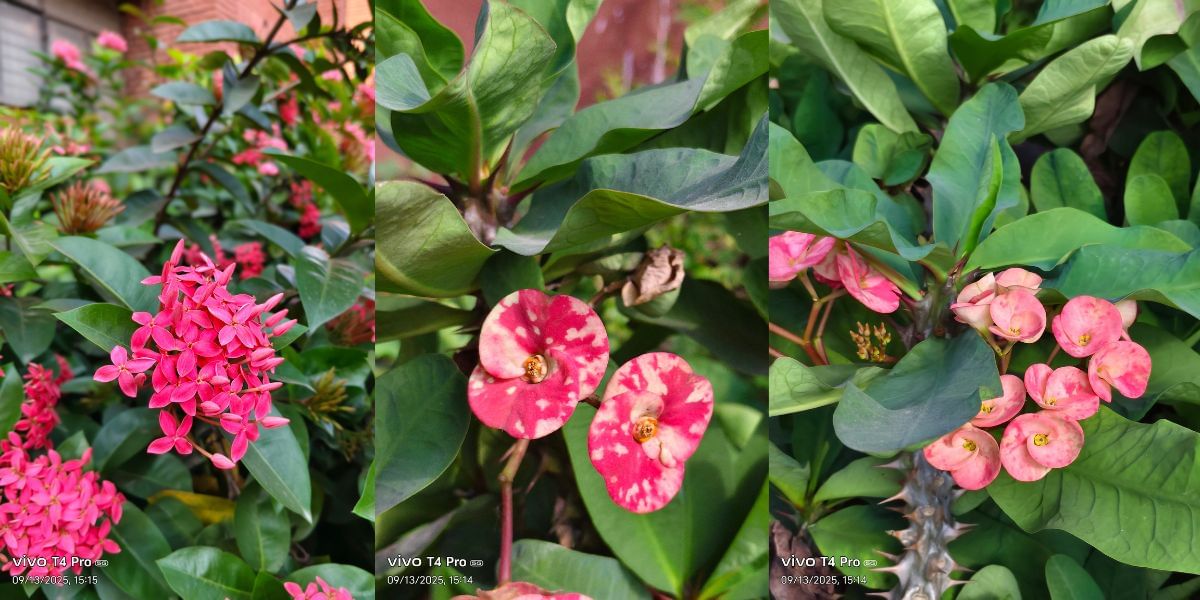 Vivo T4 Pro camera sample