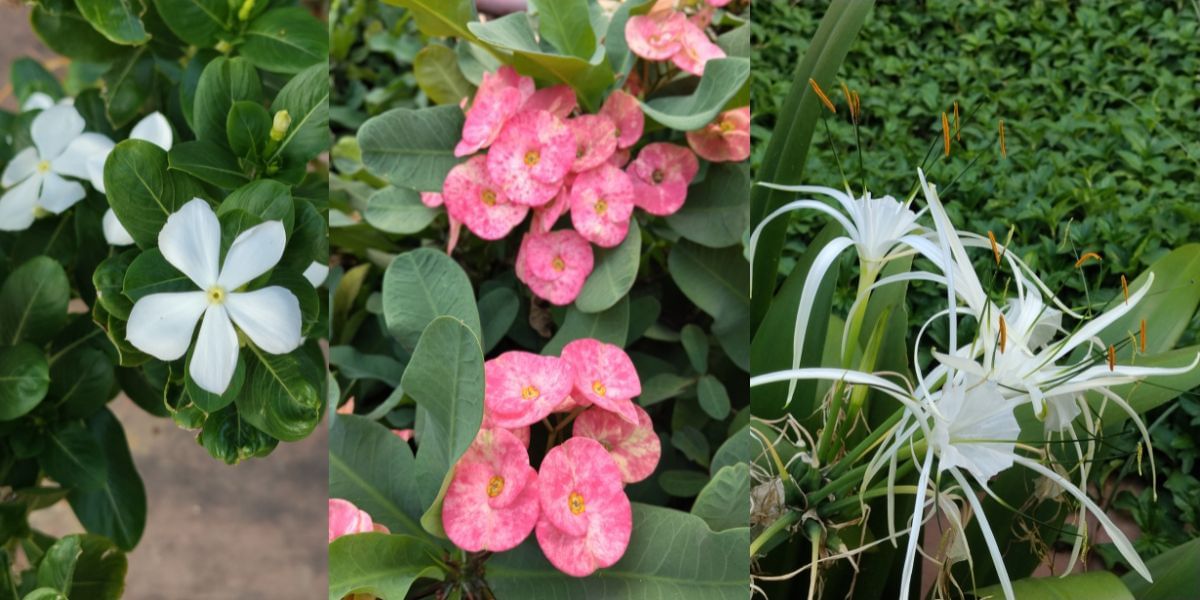 redmi 15 camera sample