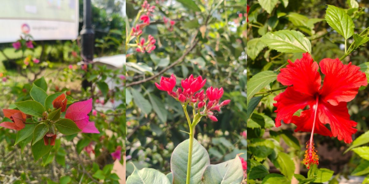 camera sample