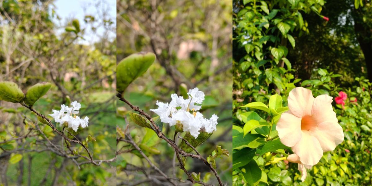 OPPO F31 Pro Plus camera sample