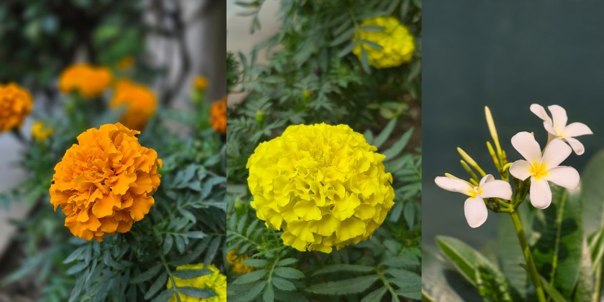 Samsung Galaxy S25 FE camera sample