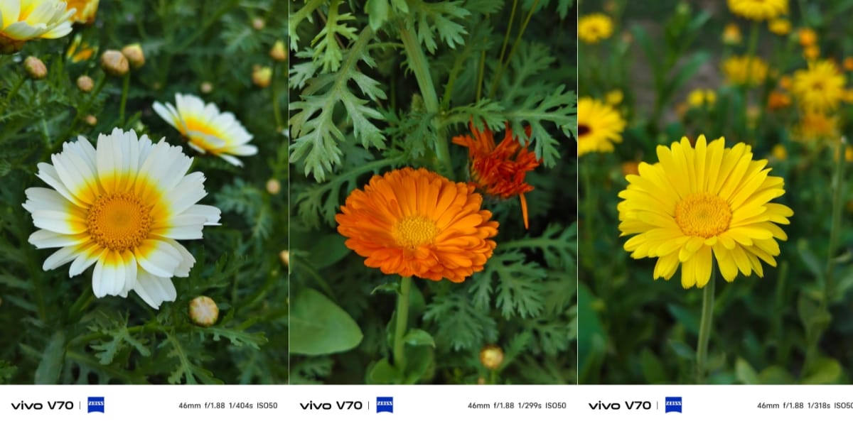 Vivo V70 images sample