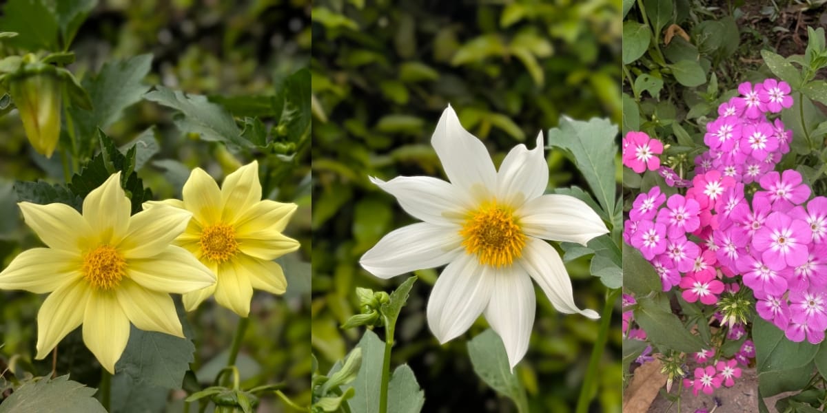 Google Pixel 9 Pro image sample