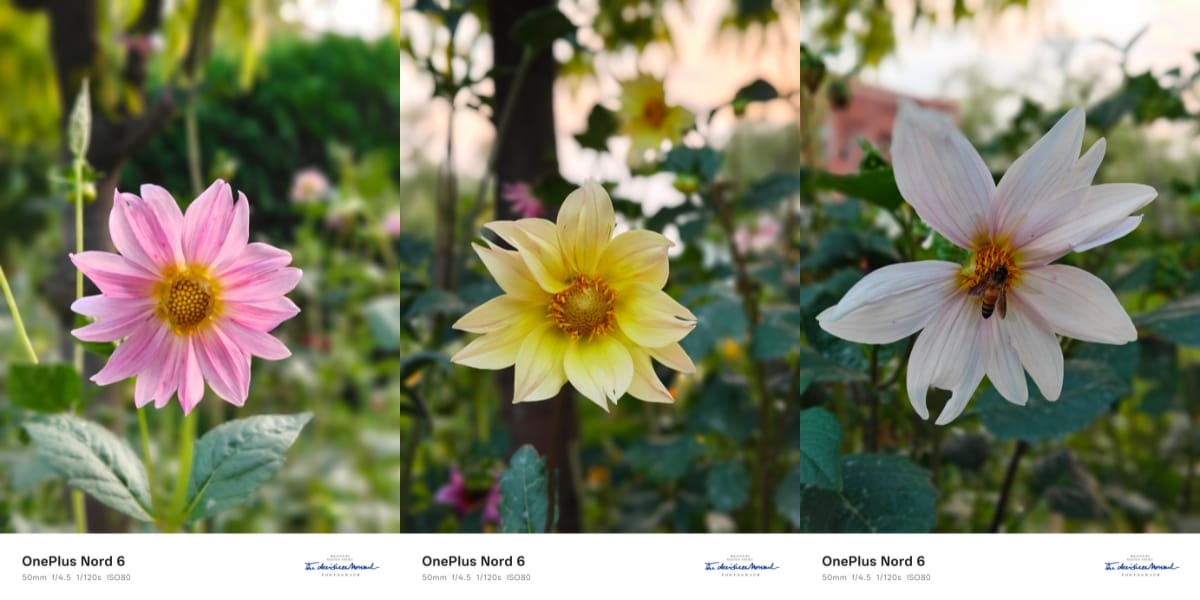 OnePlus Nord 6 camera sample