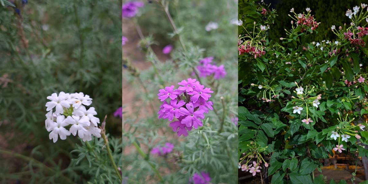 Samsung Galaxy A57 rear camera sample