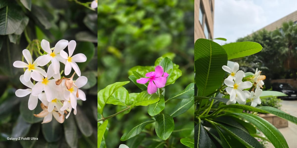 flowers images