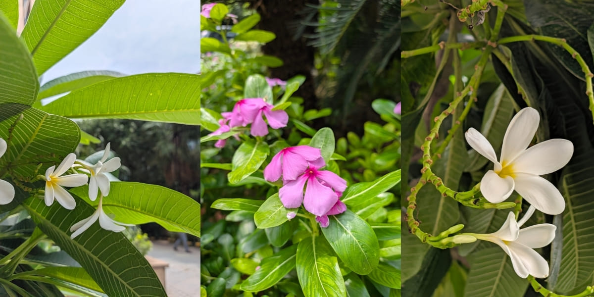camera sample